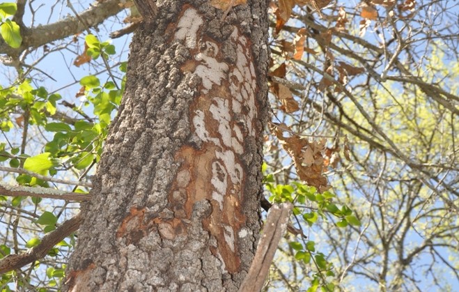 Hypoxylon Canker (Oak)